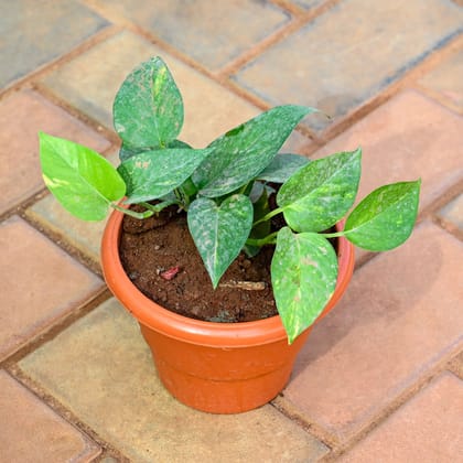 Buy Money Plant Green in 7 Inch Classy Red Plastic Pot Online | Urvann.com