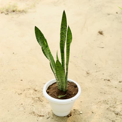 Buy Snake Green Long in 8 Inch Classy White Plastic Pot Online | Urvann.com