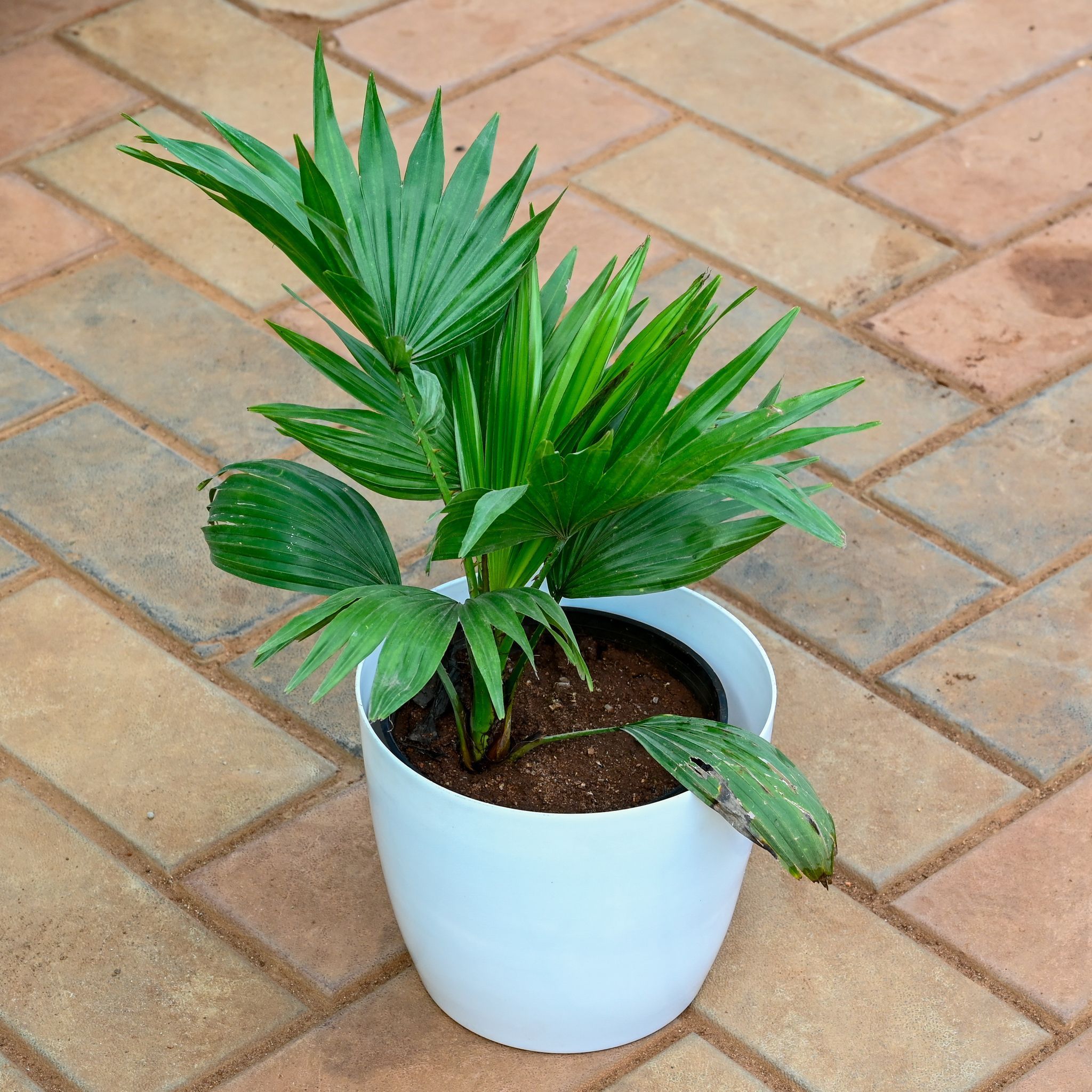 China / Fan Palm in 7 Inch Classy White Premium Plastic Pot