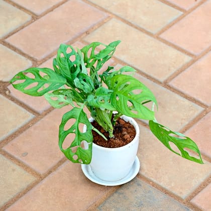 Buy Monstera Broken Heart in 4 Inch Classy White Cup Ceramic Pot with Tray Online | Urvann.com