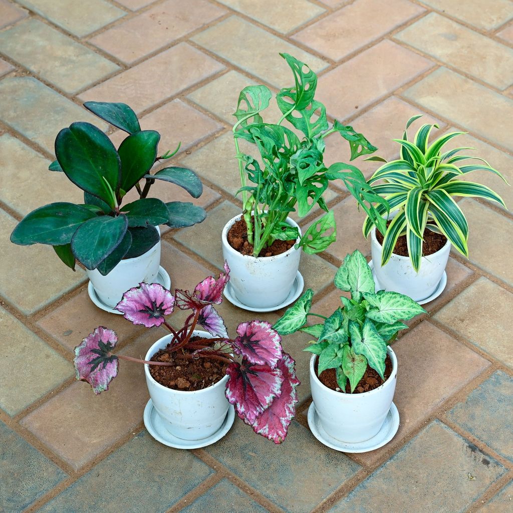 Set of 5 - Syngonium Green, Monstera Broken Heart, Song of India, Begonia Red & Peperomia Black in 4 Inch Classy White Cup Ceramic Pot with Tray