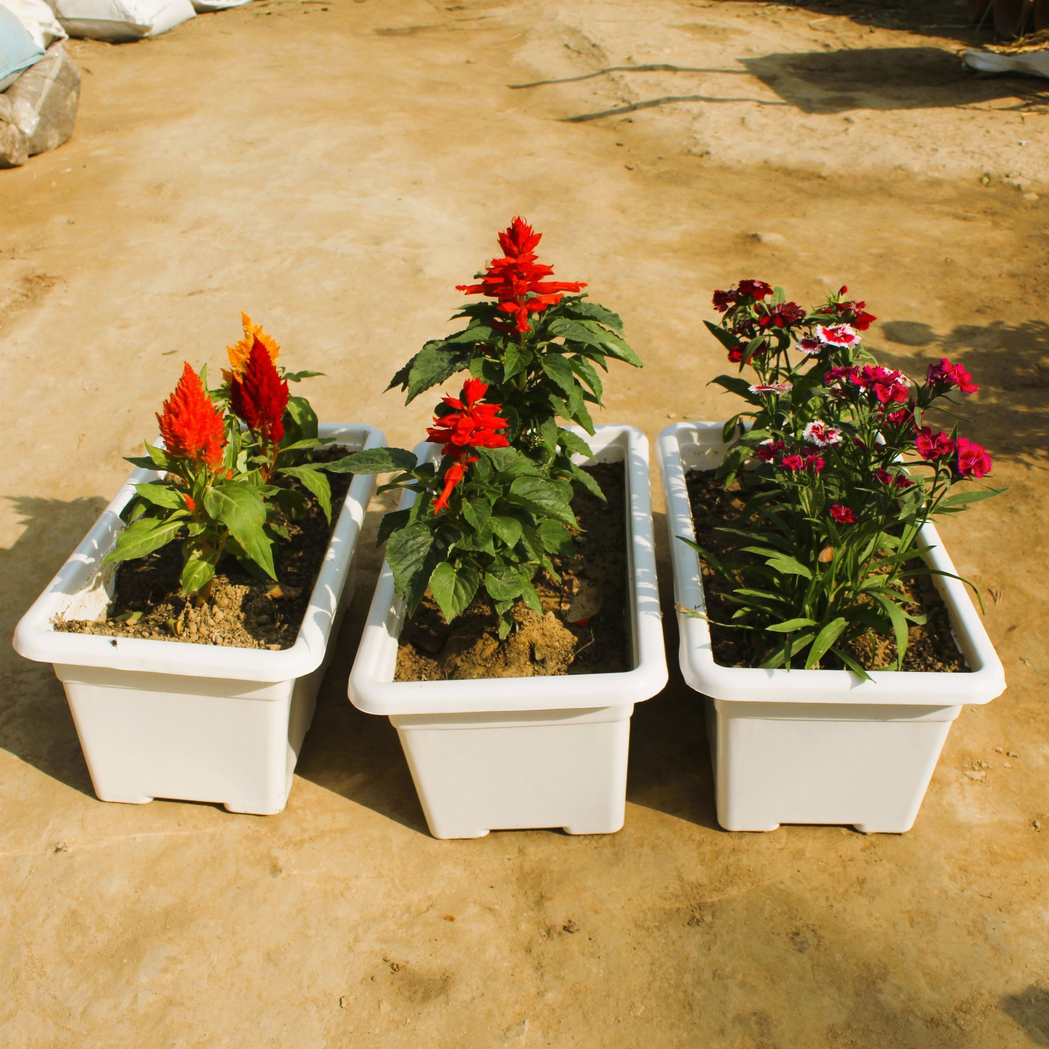 Set of 3 - Dianthus, Salvia & Celosia / Cockscomb (any colour) in 16 Inch Classy White Rectangular Window Plastic Planter