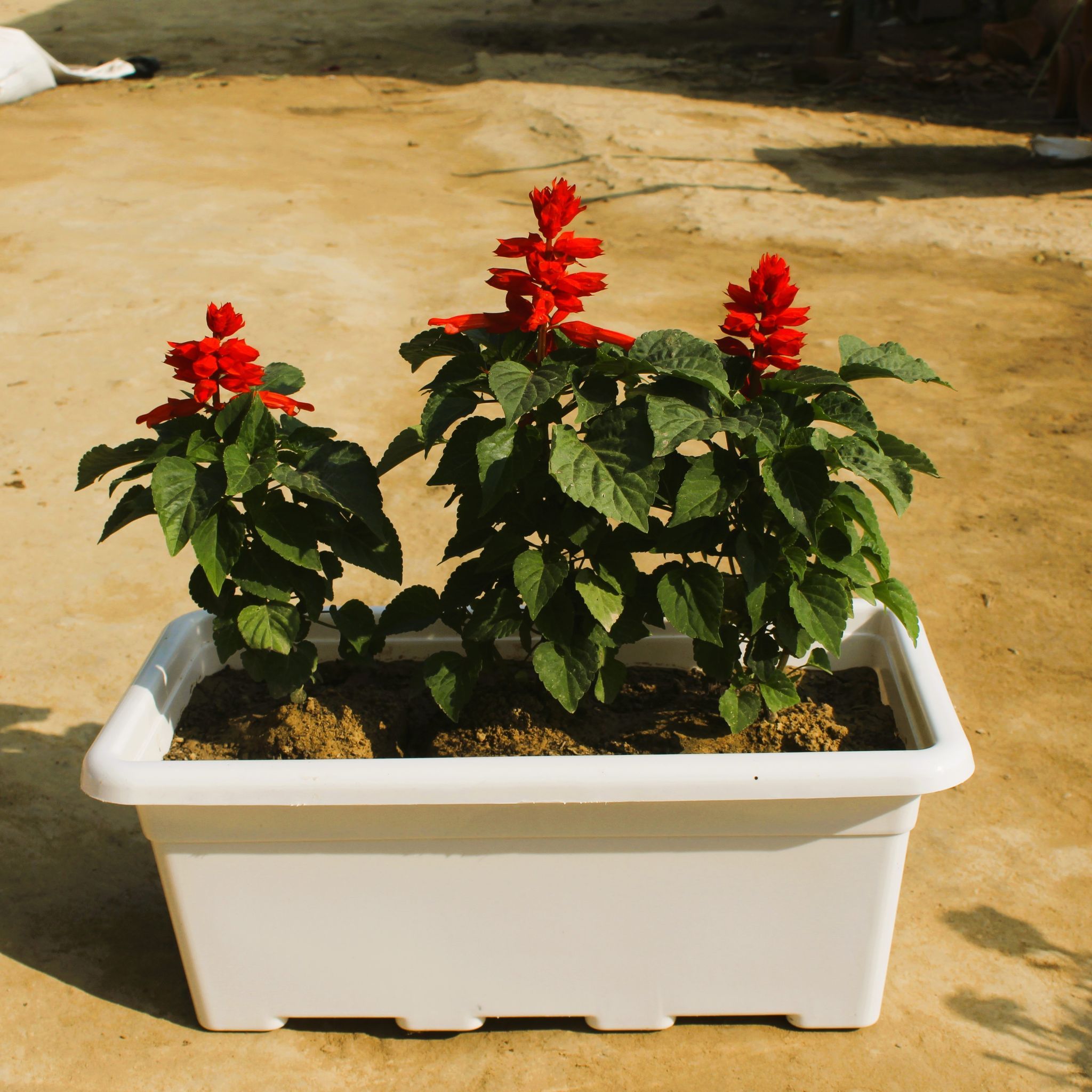 Salvia (any colour) in 16 Inch Classy White Rectangular Window Plastic Planter