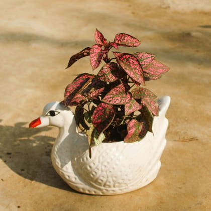 Buy Hypoestes / Polka Dot Red in 10x5 Inch White Duck Ceramic Pot Online | Urvann.com