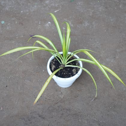 Buy Pendanus in 8 Inch Classy White Plastic Pot Online | Urvann.com