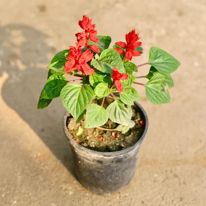 Buy Salvia Red in 6 Inch Nursery Pot Online | Urvann.com