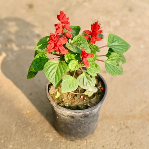 Salvia Red in 6 Inch Nursery Pot
