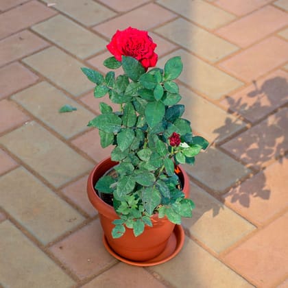 Buy Rose Desi Red in 10 Inch Classy Red Plastic Pot with Tray Online | Urvann.com