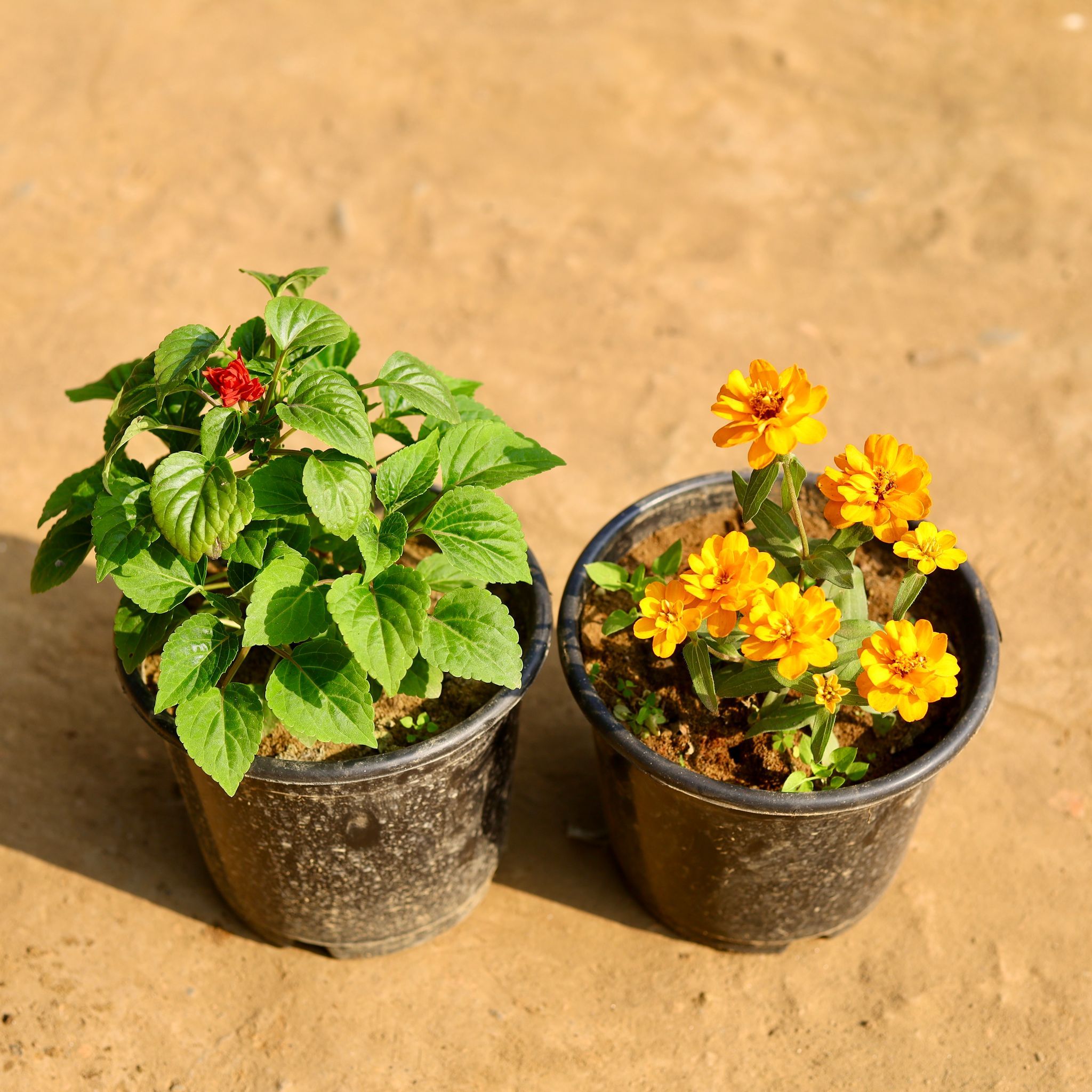 Set of 2 - Salvia & Zinnia (any colour) in 6 Inch Nursery Pot