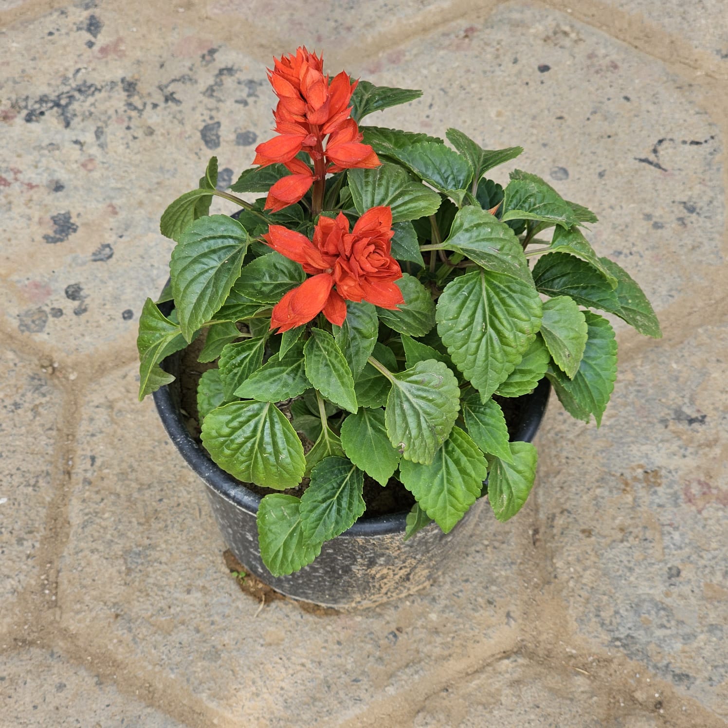 Salvia Red in 6 Inch Nursery Pot
