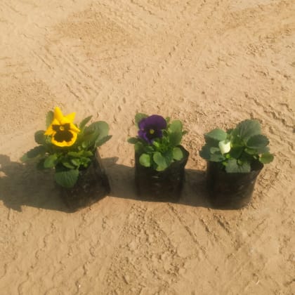 Buy Set of 3 Pansy (Any Colour) in 4 Inch Nursery Bag Online | Urvann.com