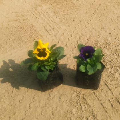 Buy Set of 2 Pansy (Any Colour) in 4 Inch Nursery Bag Online | Urvann.com