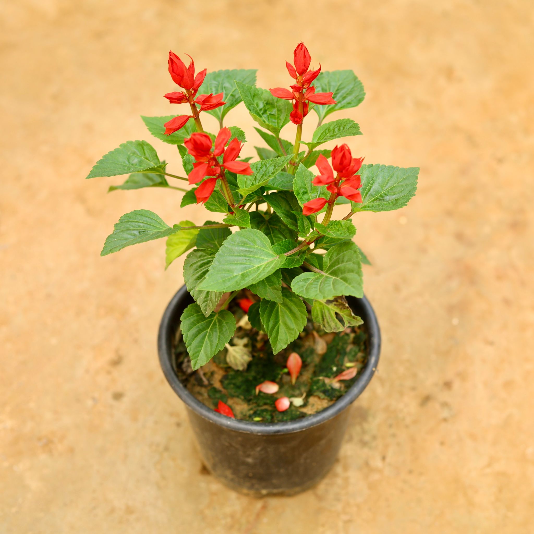 Salvia Red in 6 Inch Nursery Pot