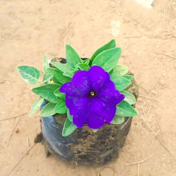 Petunia Purple in 4 Inch Nursery Bag