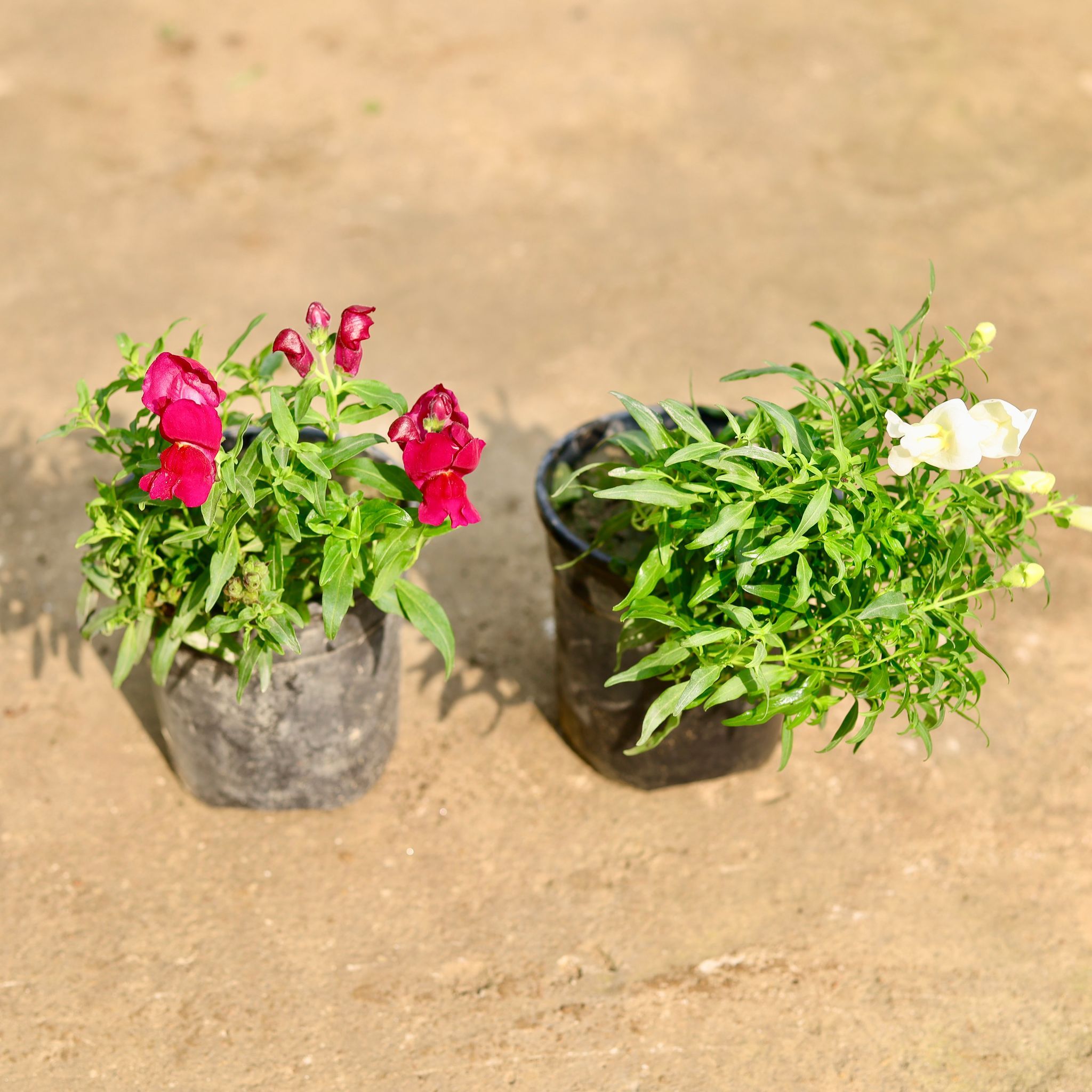 Set of 2 - Antirrhinum Majus (Snapdragon) / Dog Flower (any colour) in 5 Inch Nursery Pot