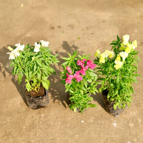 Set of 3 - Antirrhinum Majus (Snapdragon) / Dog Flower (any colour) in 4 Inch Nursery Bag