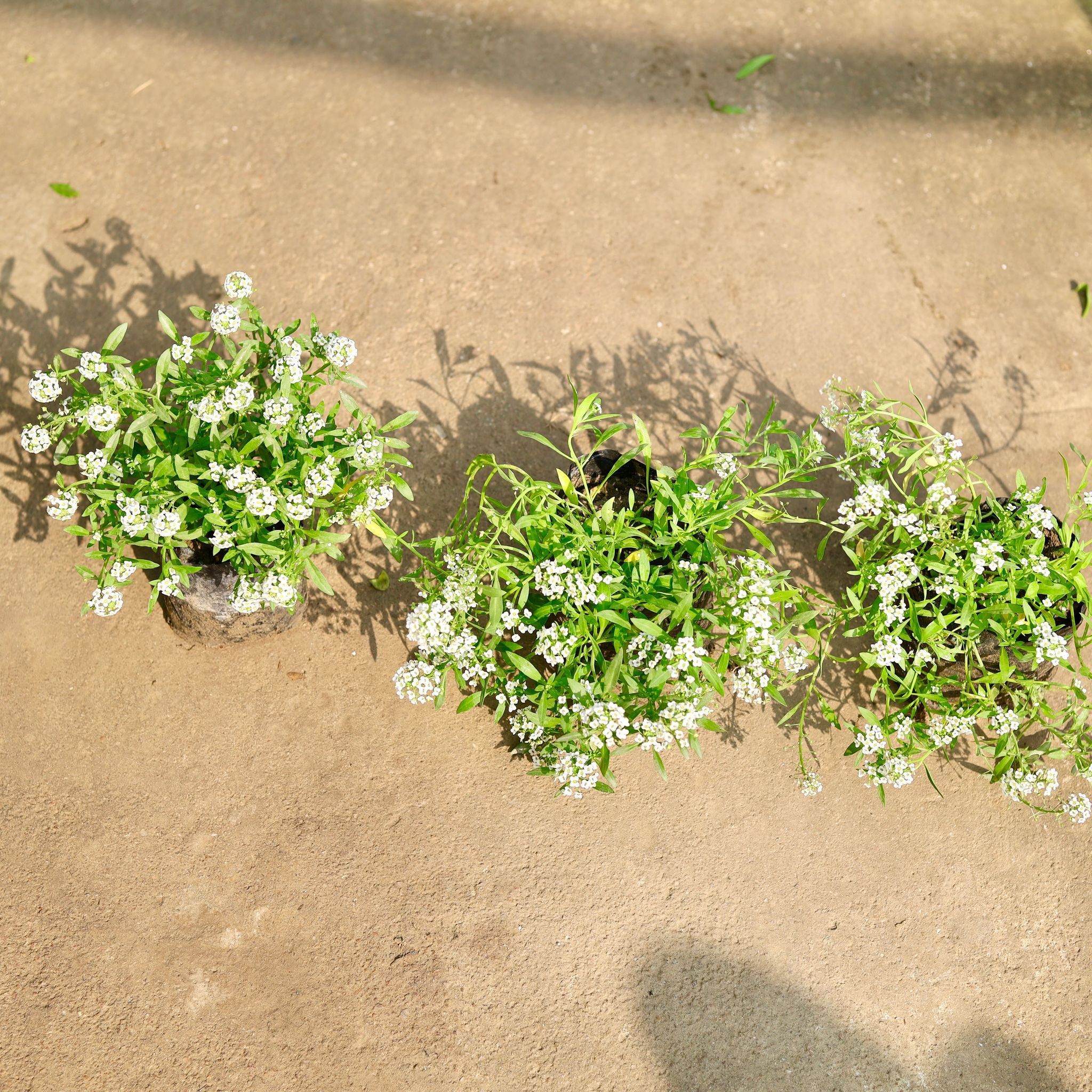 Set of 3 - Alyssum White in 4 Inch Nursery Bag