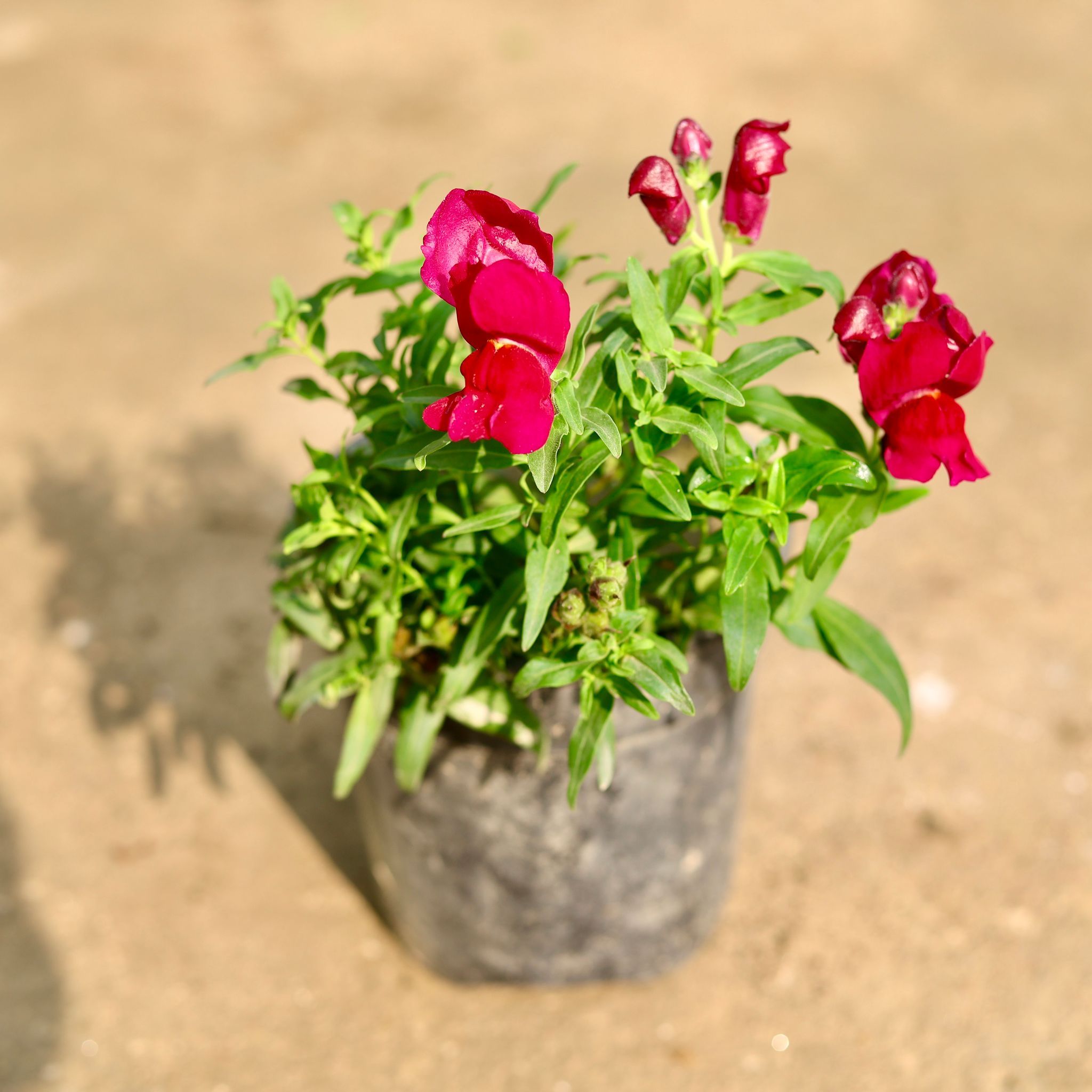 Antirrhinum Majus (Snapdragon) / Dog Flower (any colour) in 5 Inch Nursery Pot