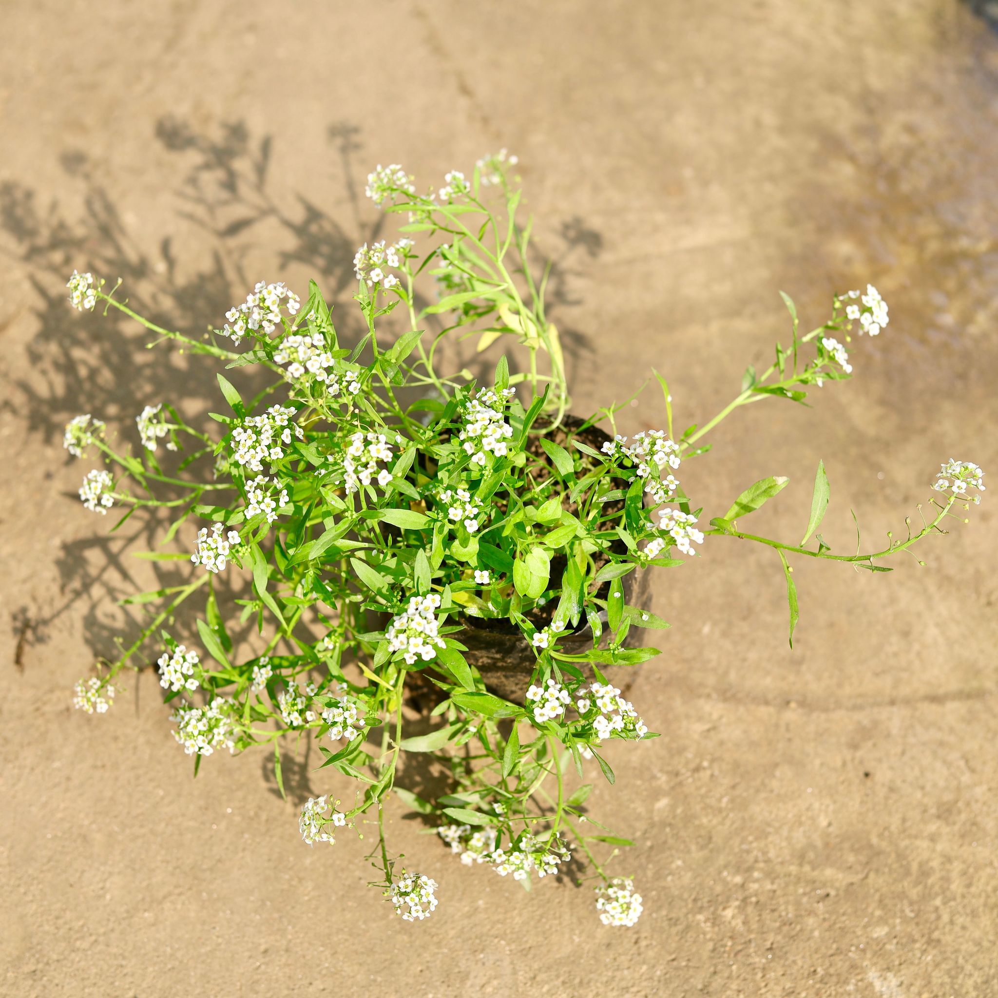 Alyssum White in 4 Inch Nursery Bag