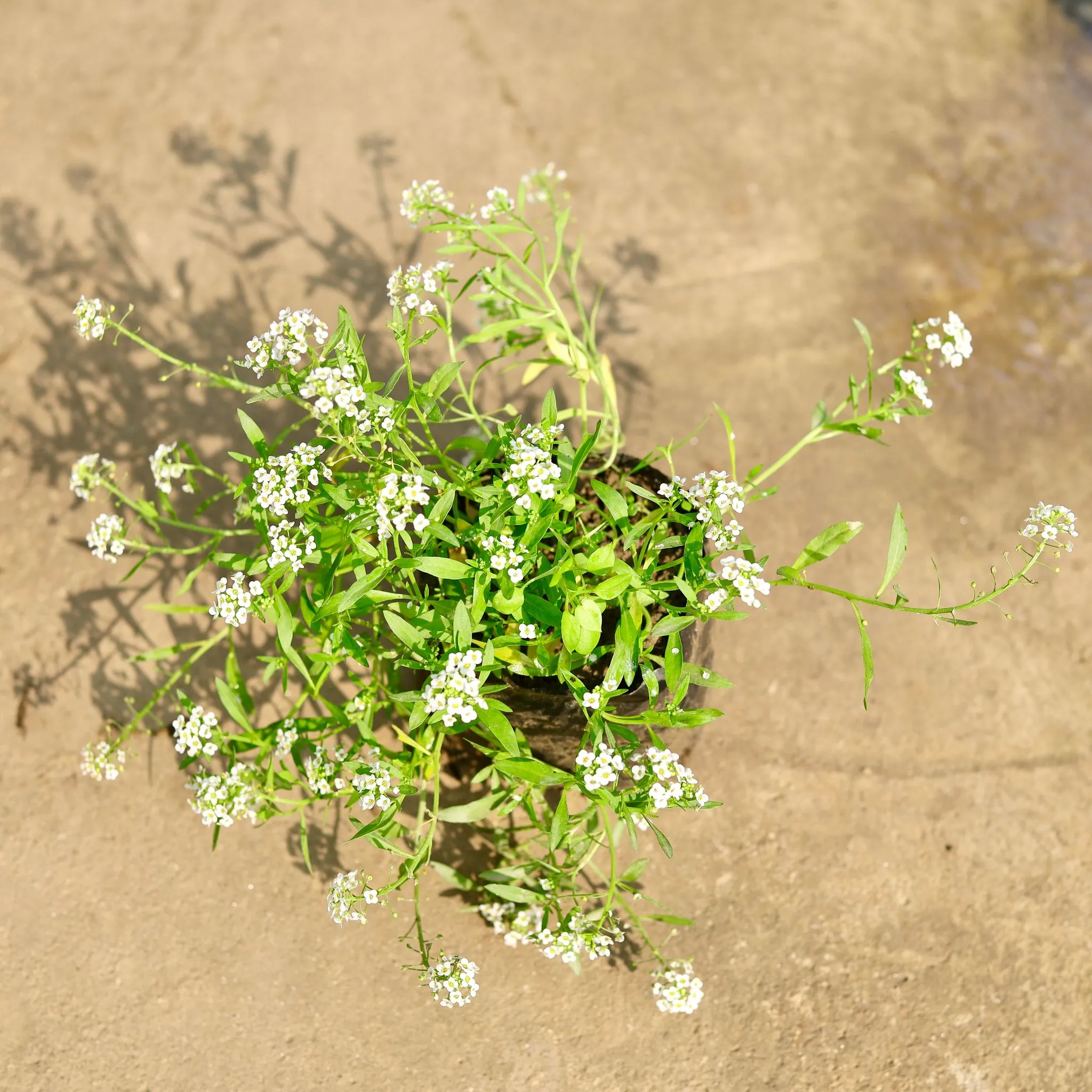 Alyssum White in 4 Inch Nursery Bag