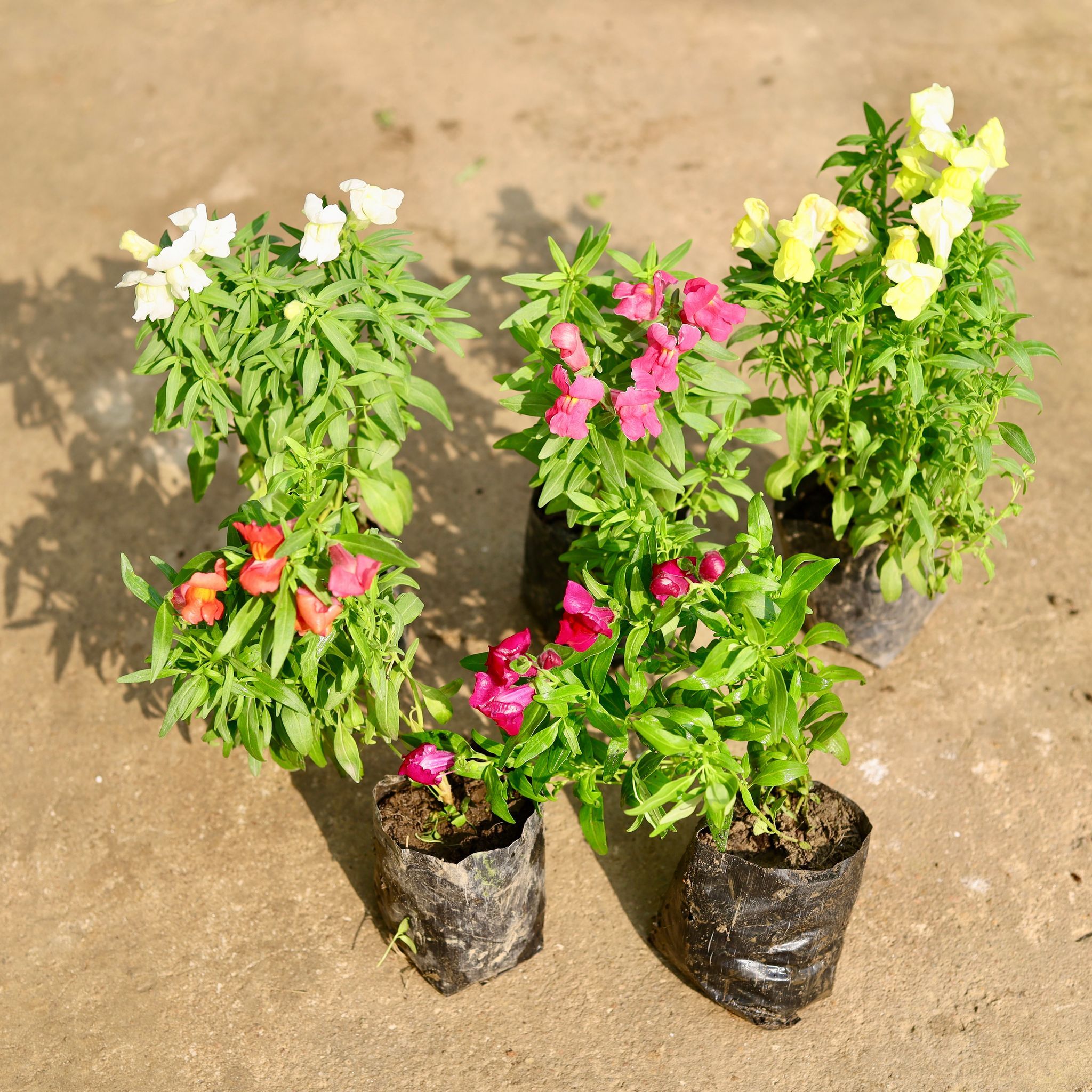 Set of 5 - Antirrhinum Majus (Snapdragon) / Dog Flower (any colour) in 4 Inch Nursery Bag