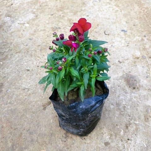 Dog Flower (any colour) in 4 Inch Nursery Bag