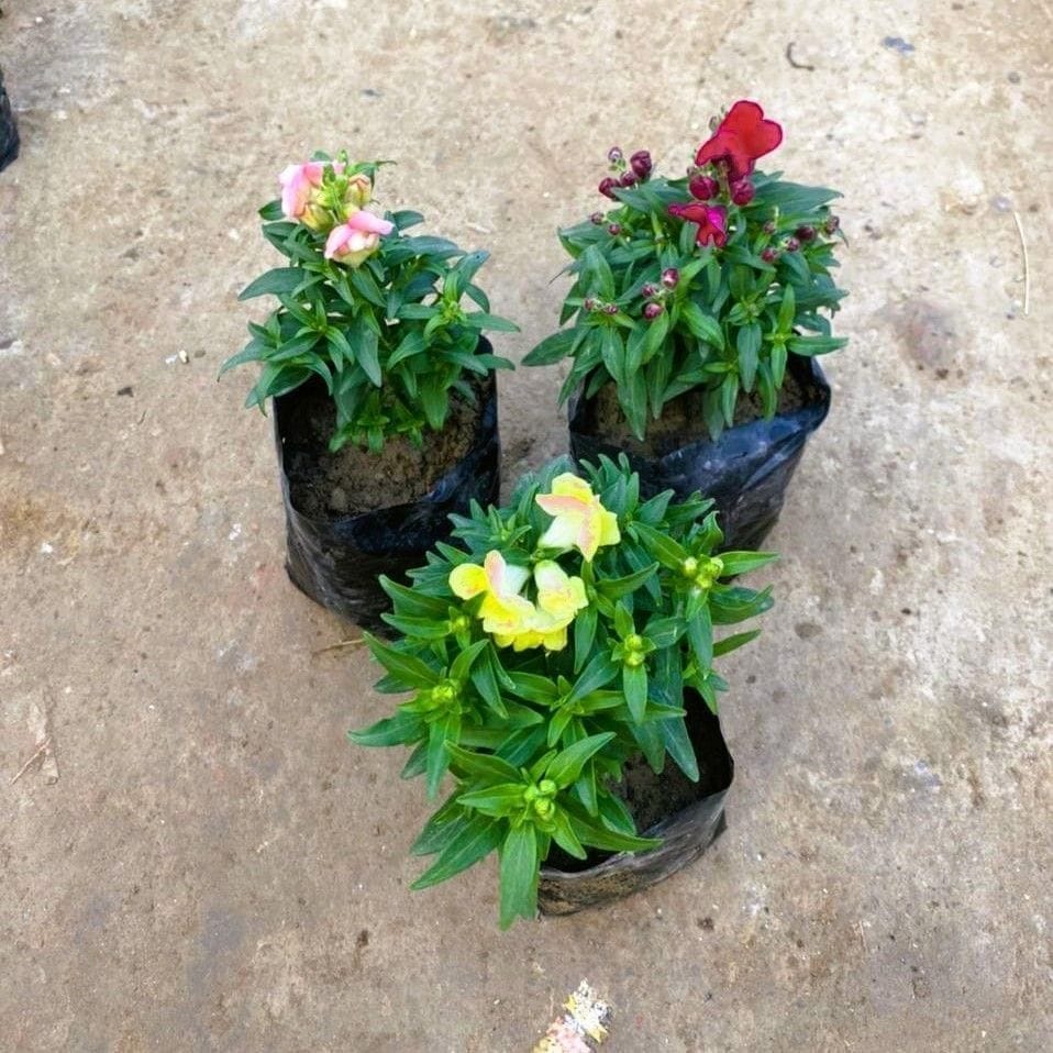 Set of 3 - Dog Flower (any colour) in 4 Inch Nursery Bag