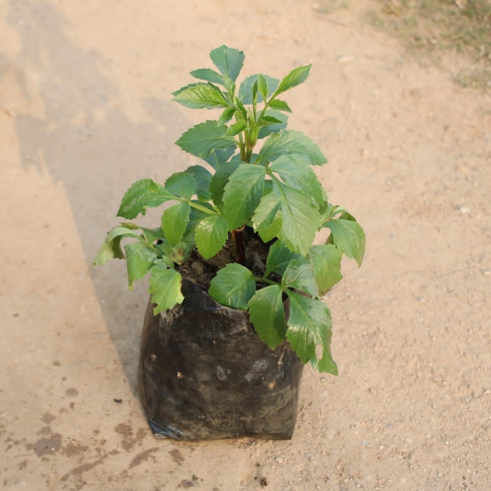 Dahlia Double (any colour) in 5 Inch Nursery Bag
