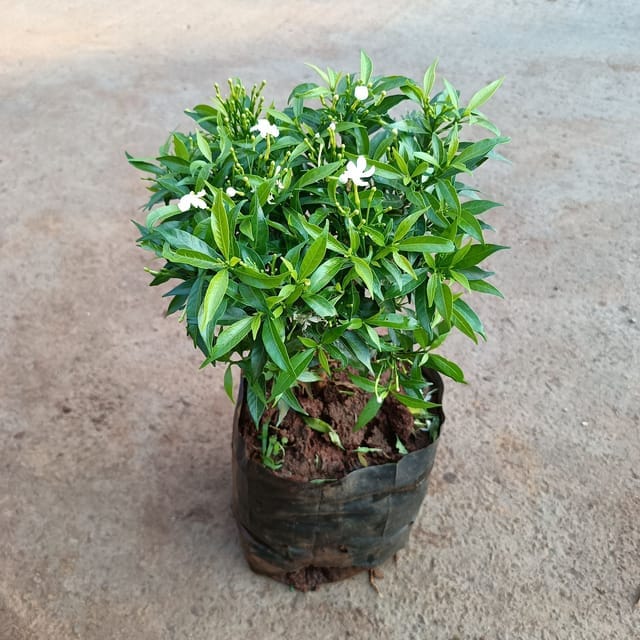 Buy Mini Chandni / Dwarf Chandni White in 5 Inch Nursery Bag Online | Urvann.com Mini Chandni / Dwarf Chandni in 8 Inch Nursery Bag