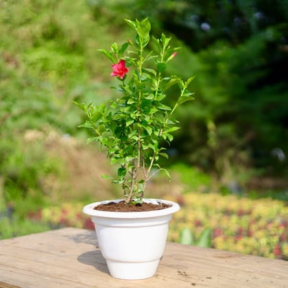 Hibiscus High Choice Red in 10 Inch Classy White Plastic Pot