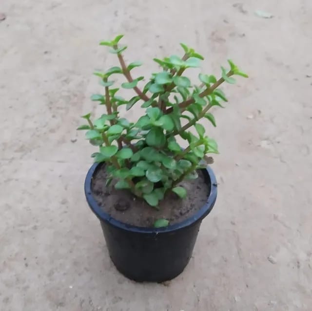 Jade Plant in 5 Inch Nursery Pot