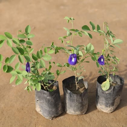 Buy Set of 3 - Aparajita / Asian Pigeonwings Blue in 4 Inch Nursery Bag Online | Urvann.com