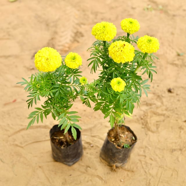 Set of 2 - Marigold / Genda Yellow in 4 Inch Nursery Bag