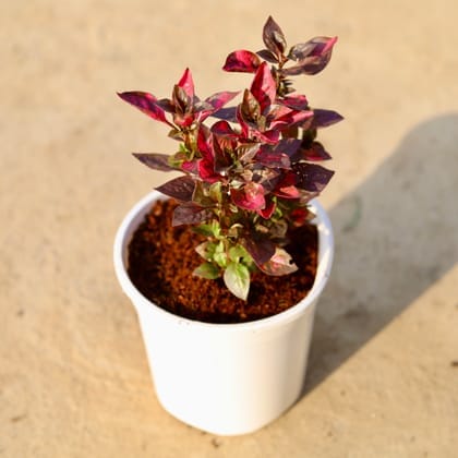 Alternanthera Red Hybrid in 6 Inch White Nursery Pot