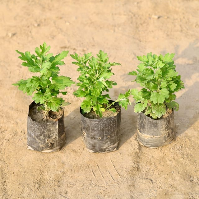 Set of 3 - Chrysanthemum / Guldawari sapling (any colour) in 4 Inch Nursery Bag