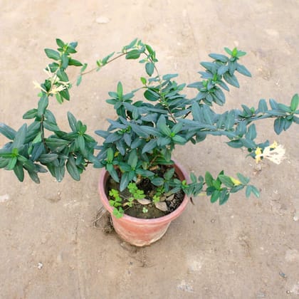 Buy Japanese honeysuckle Plant scented vine in 8 Inch Nursery Pot Online | Urvann.com