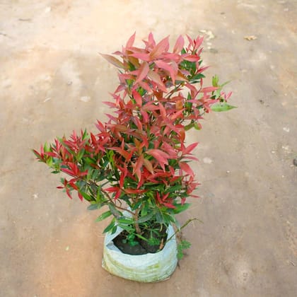 Buy Syzygium red in 8 Inch Nursery Bag Online | Urvann.com
