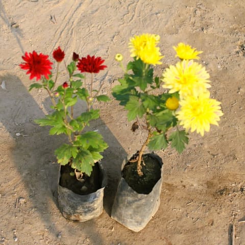 Set of 2 - Chrysanthemum / Guldawari (any colour) in 4 Inch Nursery Bag