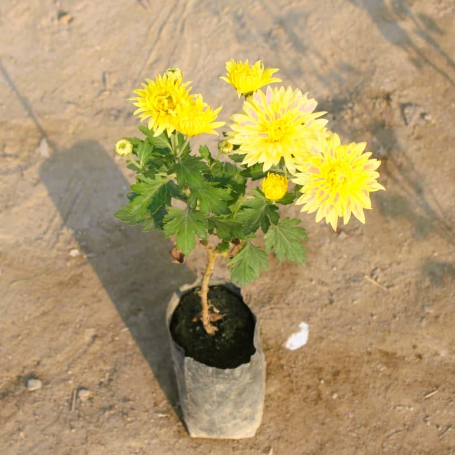 Chrysanthemum / Guldawari any colour in 4 Inch Nursery Bag