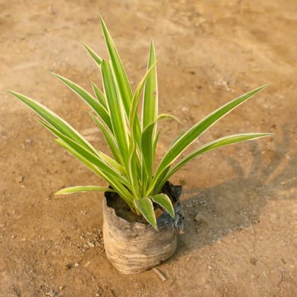 Buy Spider plant in 4 Inch Nursery Bag Online | Urvann.com