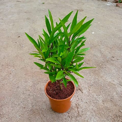 Sukh shanti in 6 Inch Red Nursery Pot