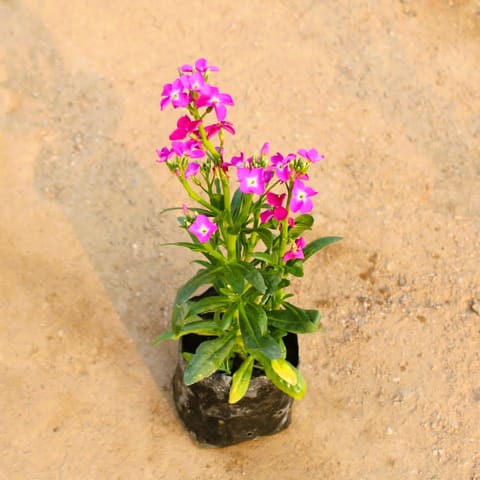 Stock (any colour ) in 4 Inch Nursery Bag