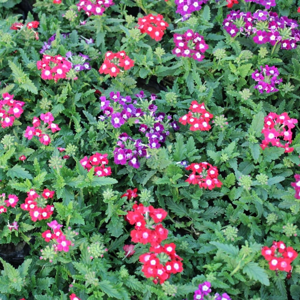 Verbena (any colour) in 4 Inch Nursery Bag