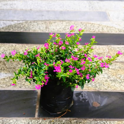 Buy Cuphea / False Heather Pink in 4 Inch Nursery Bag in 5 Inch Nursery Bag Online | Urvann.com