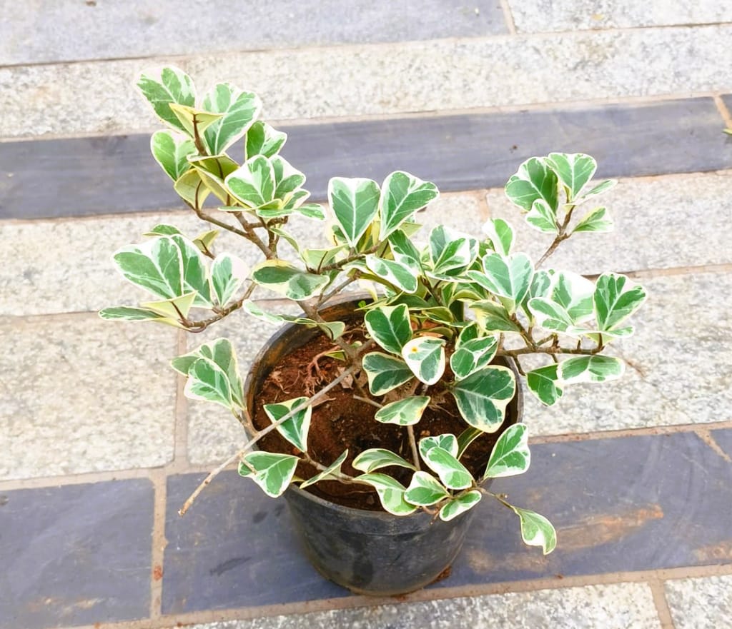 Buy Ficus White in 6 Inch Nursery Pot in 5 Inch Nursery Bag Online | Urvann.com Ficus White in 6 Inch Nursery Pot