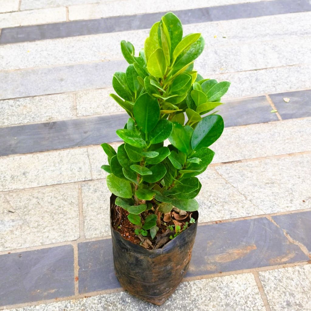Buy Ficus Panda in 5 Inch Nursery Bag in 5 Inch Nursery Bag Online | Urvann.com Ficus Panda in 5 Inch Nursery Bag