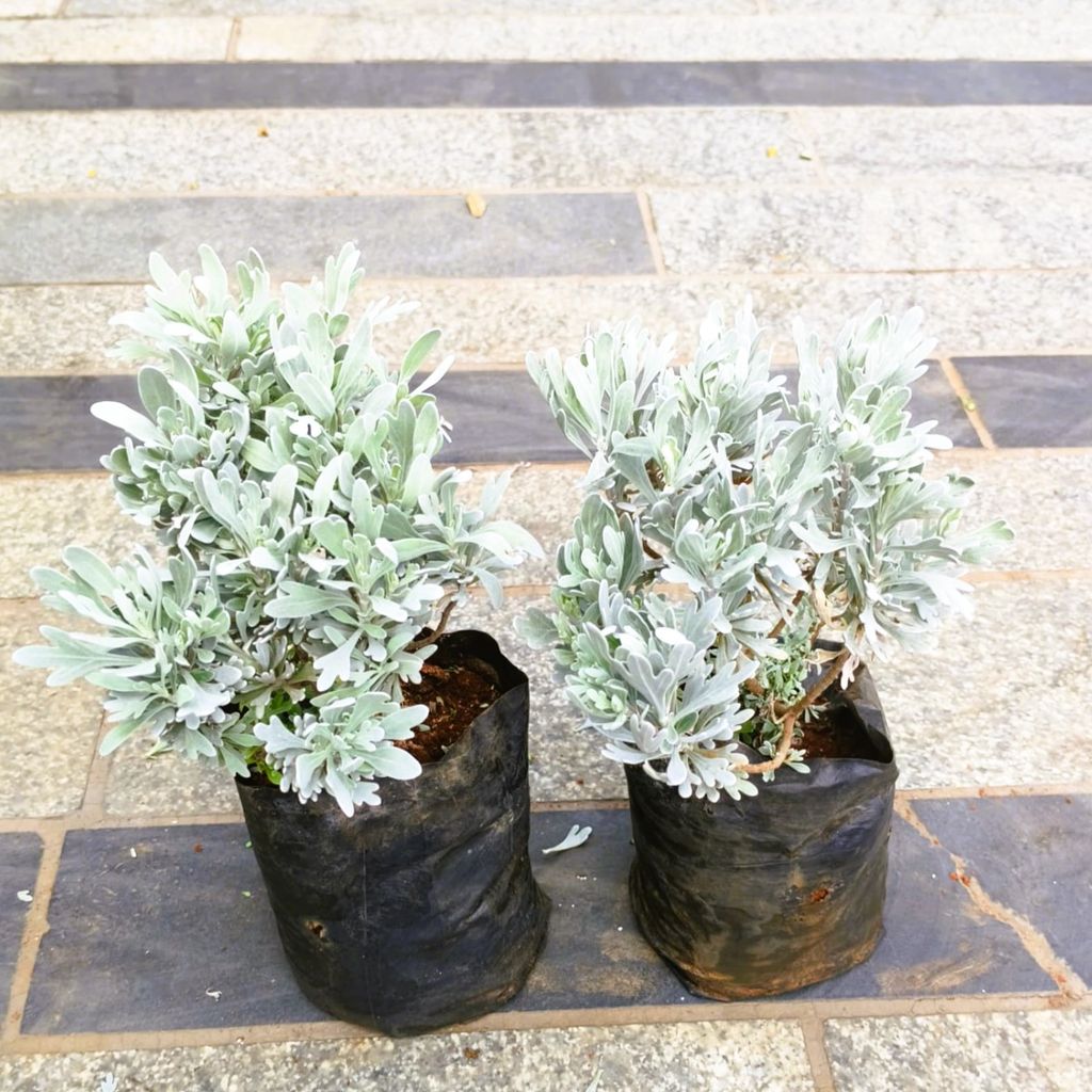 Buy Set of 2 - Lavender in 4 Inch Nursery Bag in 5 Inch Nursery Bag Online | Urvann.com Set of 2 - Lavender in 4 Inch Nursery Bag