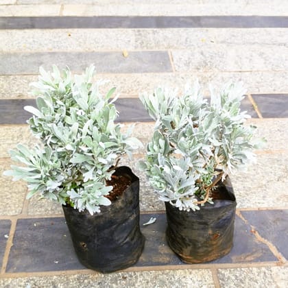 Buy Set of 2 - Lavender in 4 Inch Nursery Bag in 5 Inch Nursery Bag Online | Urvann.com