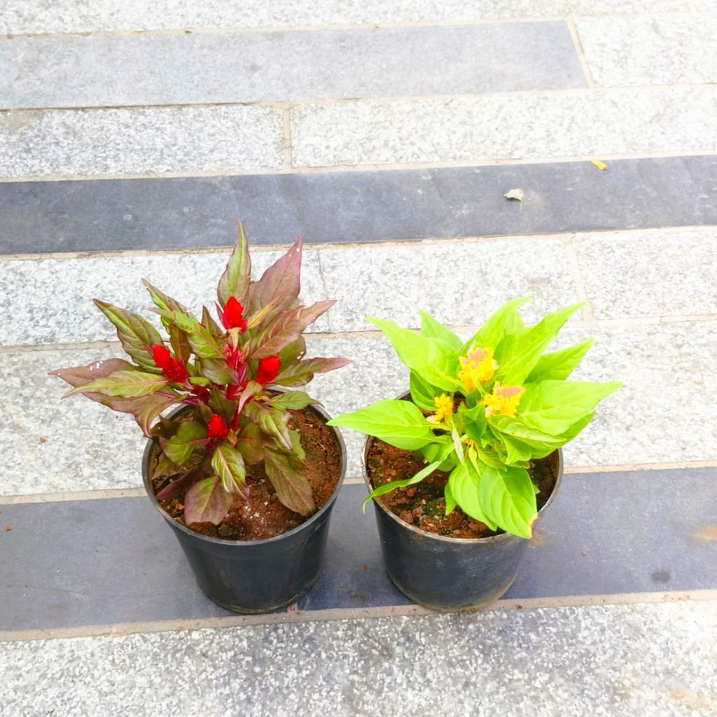 Buy Set of 2 - Cockscomb (Red & Yellow) in 4 Inch Nursery Pot in 5 Inch Nursery Bag Online | Urvann.com Set of 2 - Cockscomb (Red & Yellow) in 4 Inch Nursery Pot