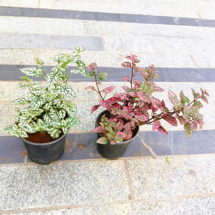 Buy Set of 2 - Hypoestes / Polka Dot (White Splash & Carmina) in 5 Inch Nursery Pot in 5 Inch Nursery Bag Online | Urvann.com